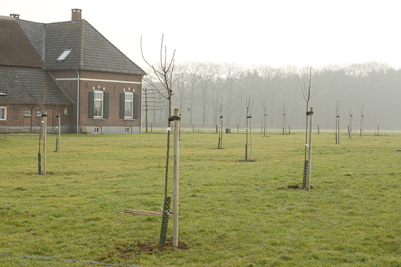 Een beginnende boomgaard